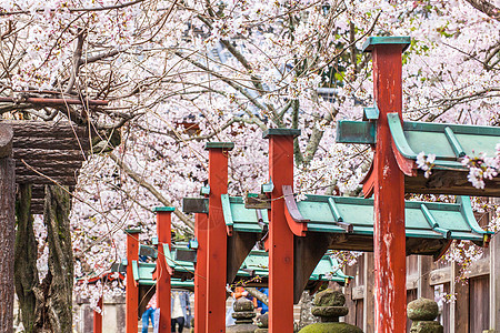 日本樱花日本奈良冰室神社背景