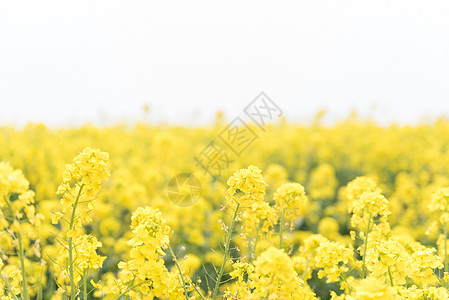 青岛西海岸生态观光园油菜花图片