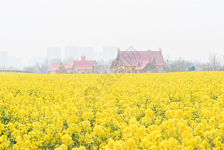 青岛西海岸生态观光园油菜花图片