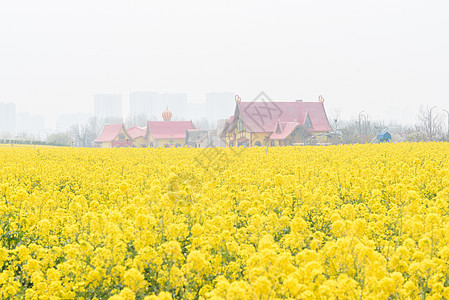 青岛西海岸生态观光园油菜花图片