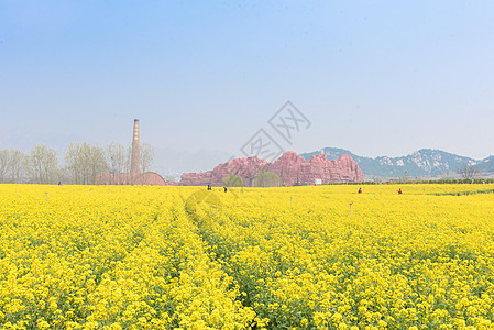 青岛西海岸生态观光园油菜花图片