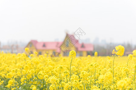 青岛西海岸生态观光园油菜花图片