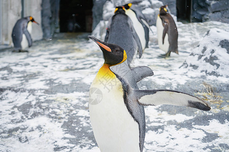 旭川动物园照片 旭川动物园背景 旭川动物园摄影图片下载 摄图网