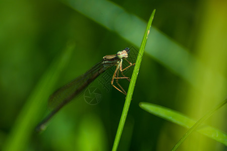 停息在花草上的蜻蜓背景图片