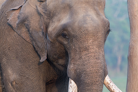 尼泊尔奇特旺大象保护基地高清图片