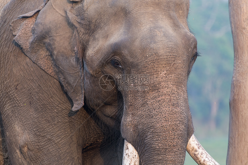 尼泊尔奇特旺大象保护基地图片
