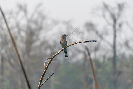 尼泊尔奇特旺的翠鸟图片