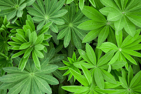 植物羽扇豆叶子羽扇豆高清图片