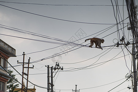 猴子走电线背景图片