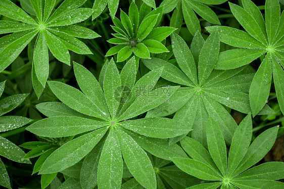 植物羽扇豆图片