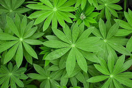 多彩羽扇豆植物羽扇豆背景