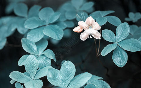 一朵粉红色的杜鹃花背景图片