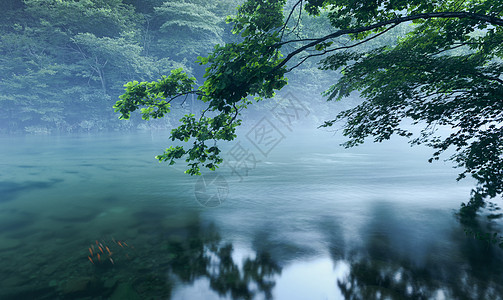 雾中的溪流草地高清图片素材