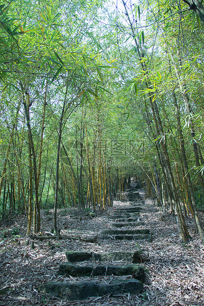 春天里厦门生机勃勃的竹林图片