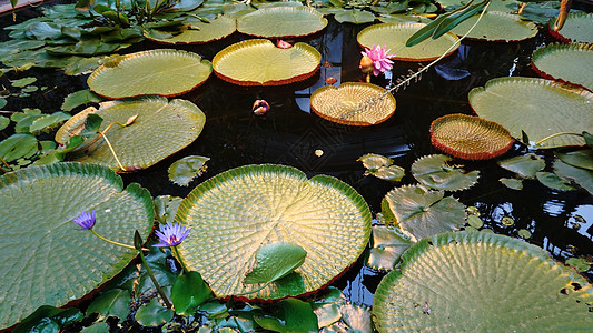 水墨画荷花和叶睡莲霸王莲帝王莲背景