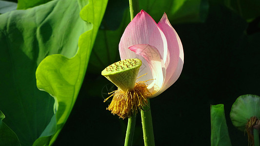 夏日荷花开花水芙蓉高清图片