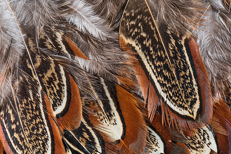 天然野禽羽毛图片