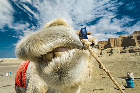 新疆沙漠骆驼骆驼背景