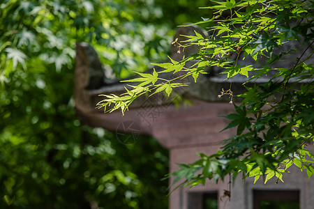 枫叶与中国古代建筑图片