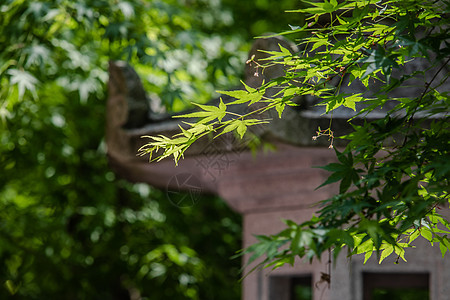 枫叶与中国古代建筑背景图片