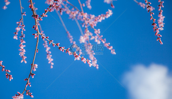 春天桃花摄影图图片