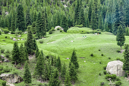 新疆天山草场原始森林松林背景图片