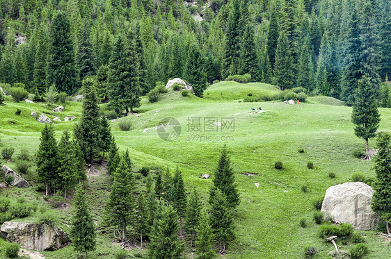 新疆天山草场原始森林松林图片