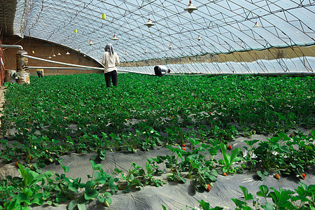 农业技术温室大棚草莓种植扶贫项目图片