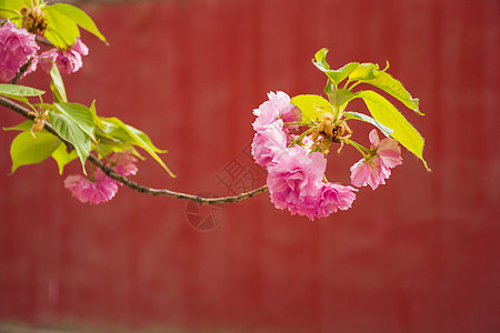 樱花图片