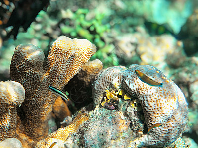 马来西亚仙本那海底珊瑚图片
