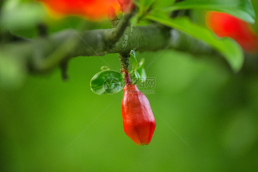 静待绽放的石榴花苞图片