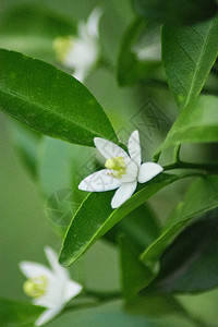 菊花橘子花背景