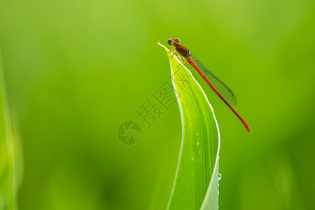 红蜻蜓绿植红蜻蜓高清图片