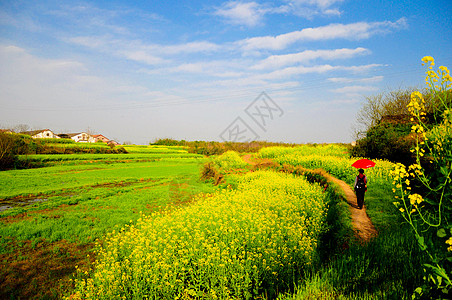 走在油菜花海的小路上图片