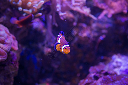 海底小丑鱼海洋生物小丑鱼高清图片