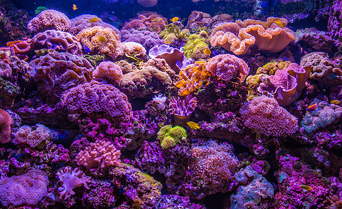 美丽的海底珊瑚礁背景