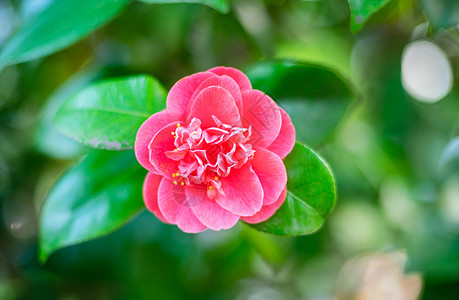 粉色山茶花特写背景图片