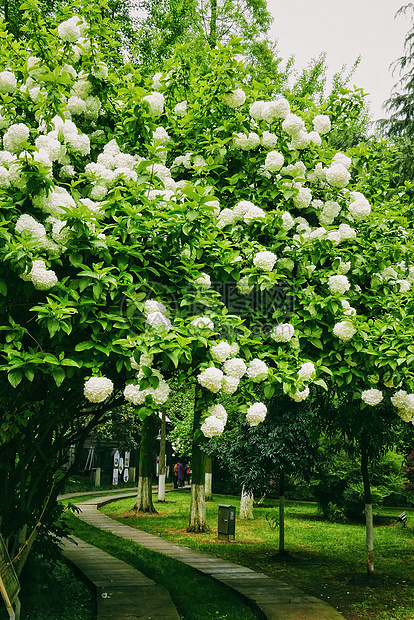 长沙紫凤公园的琼花步道图片