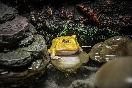 黄金角蛙背景