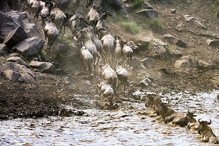 东非动物大迁徙图片