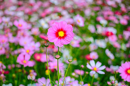 格桑花花朵翠菊高清图片