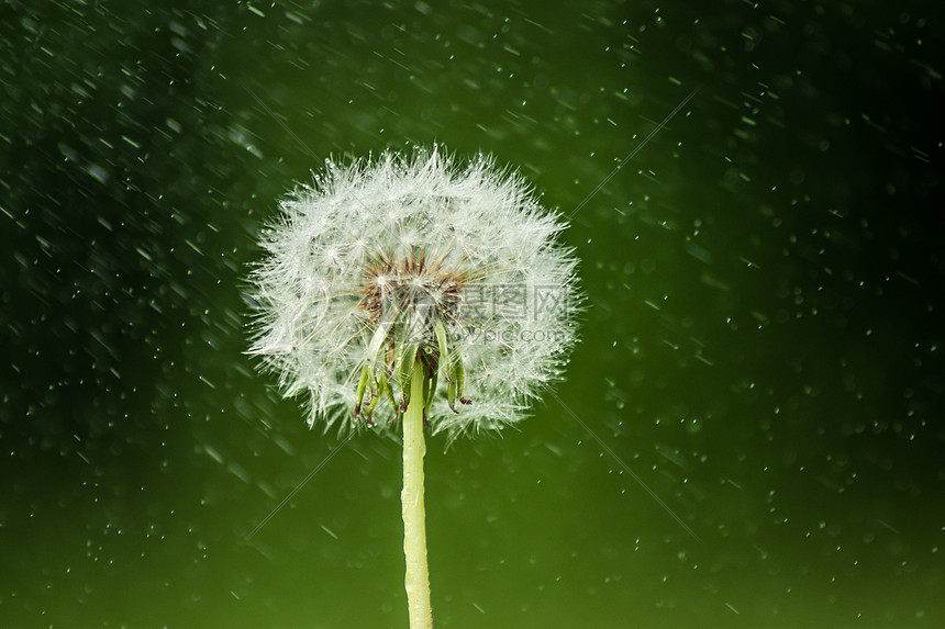 雨中的蒲公英图片