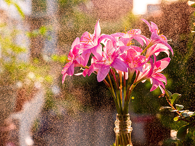 挂菖蒲风雨花背景