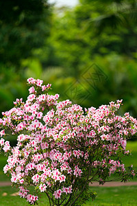 杜鹃花背景图片