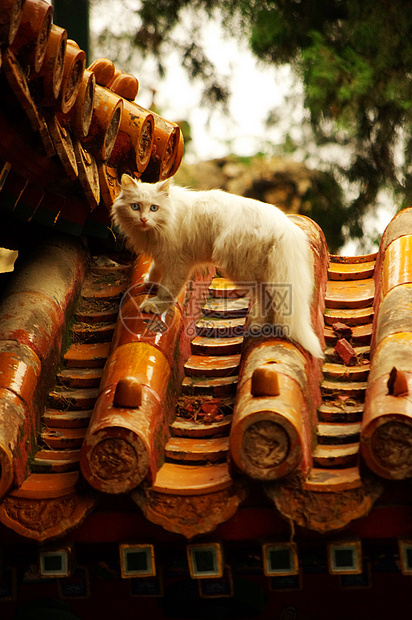 北京故宫房梁上的猫图片