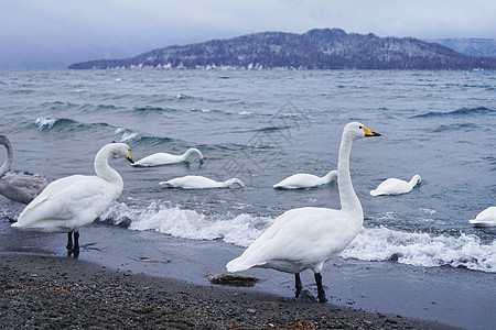 汤逊湖日本北海道野生天鹅背景