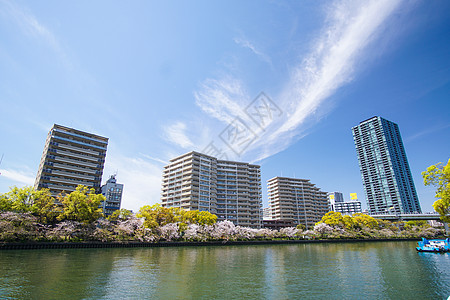 日本 樱花日本樱花季背景