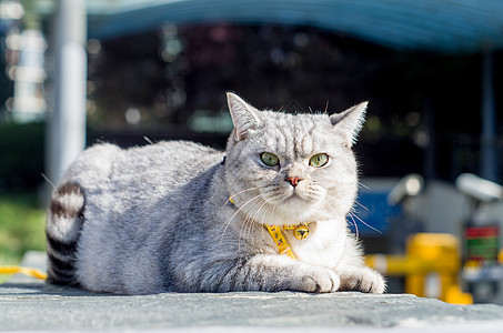 踏青猫咪图片