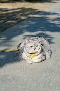 踏青猫咪图片