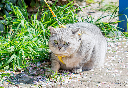 踏青猫咪图片